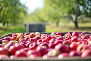 Pommes : comment choisir ton vendeur