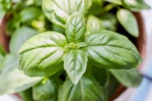 basilic