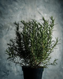 bouquet de thym